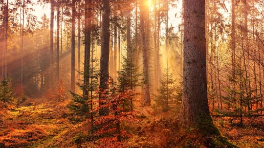 Comment la nature peut-elle transformer notre santé ?